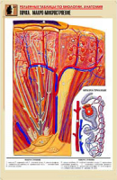 Таблица рельефная по анатомии. Почка. Макро-микростроение (А1,  лам.) - Файв - оснащение школ и детских садов