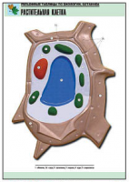 Таблица рельефная по ботанике. Растительная клетка (А1, лам.) - Файв - оснащение школ и детских садов