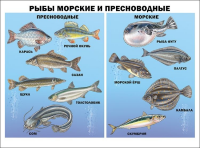 Плакат Рыбы морские и пресноводные - Файв - оснащение школ и детских садов