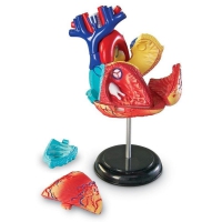Модель развивающая игровая по анатомии. Сердце человека - Файв - оснащение школ и детских садов