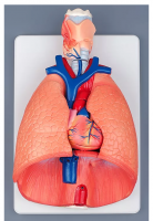 Модель объемная. Система органов дыхания - Файв - оснащение школ и детских садов