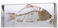 Модель учебная. Скелет костистой рыбы - Файв - оснащение школ и детских садов
