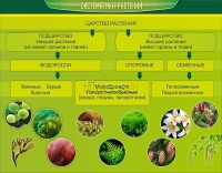 Стенд. Систематика растений (90х70 см) - Файв - оснащение школ и детских садов