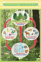 Стенд. Строение экосистемы (60х90 см) - Файв - оснащение школ и детских садов