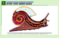 Таблица рельефная по зоологии. Внутреннее строение брюхоногого моллюска (А1, лам.) - Файв - оснащение школ и детских садов
