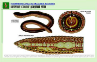 Таблица рельефная по зоологии. Внутреннее строение дождевого червя (А1, лам.) - Файв - оснащение школ и детских садов
