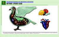 Таблица рельефная по зоологии. Внутреннее строение голубя (А1, лам.) - Файв - оснащение школ и детских садов