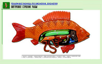 Таблица рельефная по зоологии. Внутреннее строение рыбы (А1, лам.) - Файв - оснащение школ и детских садов