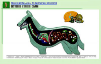 Таблица рельефная по зоологии. Внутреннее строение собаки (А1, лам.) - Файв - оснащение школ и детских садов