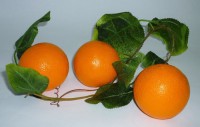 Ветка муляжей. Апельсины - Файв - оснащение школ и детских садов