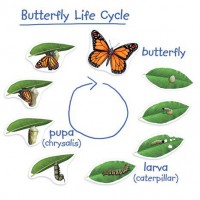 Набор магнитный. Жизненный цикл бабочки - Файв - оснащение школ и детских садов