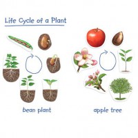 Набор магнитный. Жизненный цикл растений - Файв - оснащение школ и детских садов